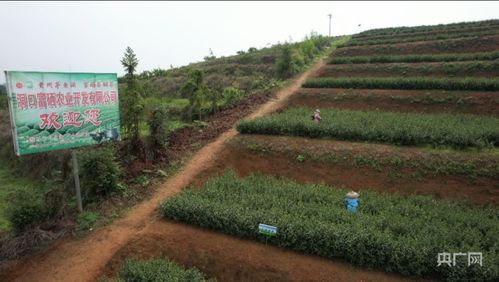 洞口 致富茶 铺就乡村振兴路 央广网