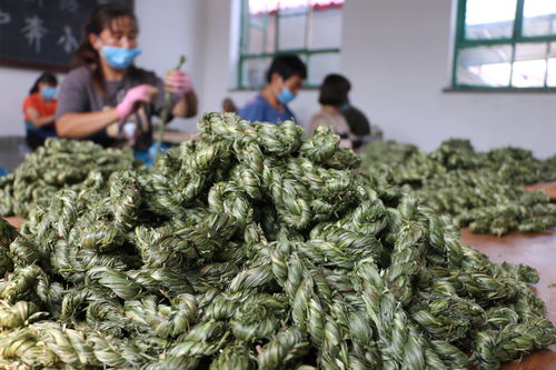 河北平泉 宠物饲料微工厂助脱贫