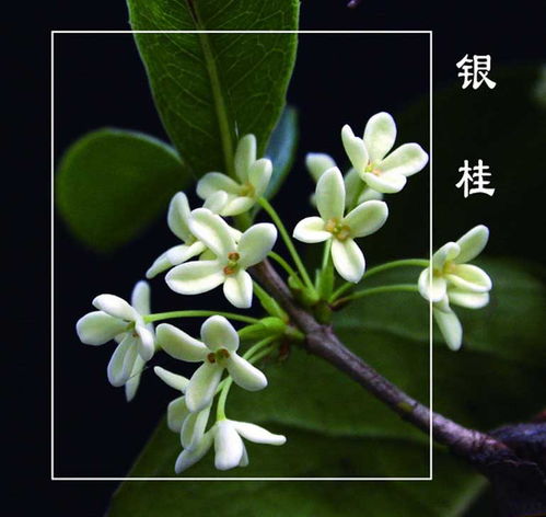 以桂花和菊花取名 桂花和菊花什么时候开