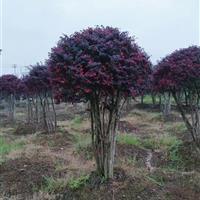 供应红继木_地径10公分_长沙种植地 | 长沙市雨花区绿兴苗圃