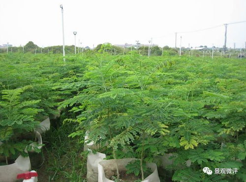 现场 微地形堆坡及绿化种植工艺标准