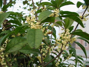 重庆桂花销售 重庆桂花销售 重庆桂花基地 重庆桂花