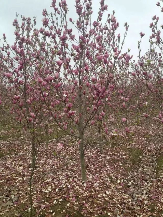 安徽合肥广玉兰,白玉兰,红花玉兰,紫玉兰,肥西二乔玉兰种植基地