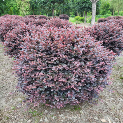 红继木球基地种植 袋苗地苗冠幅60-200cm红花继木球 色彩鲜艳