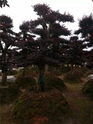 四川红继木造型树种植基地